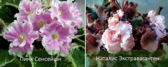 Сортове сенполия