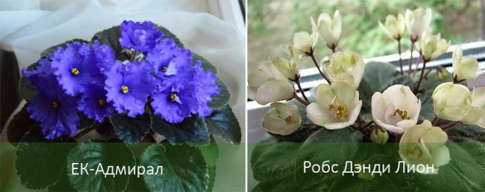 Сортове сенполия