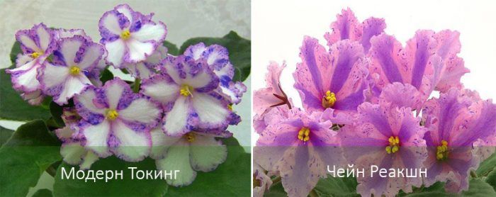 Сортове сенполия