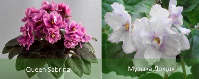 Сортове сенполия