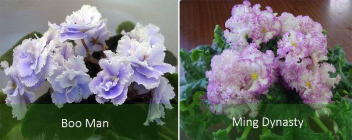 Сортове сенполия