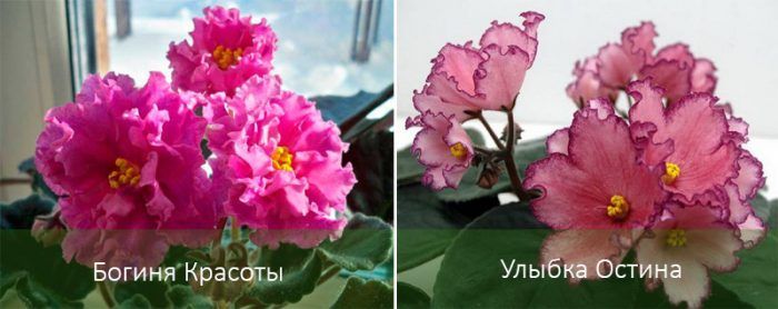 Сортове сенполия