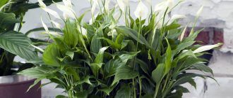 Спатифилум