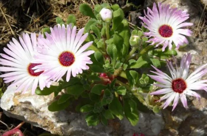 Очи Мезембриантемум