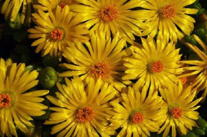 Облачен мезембриантемум