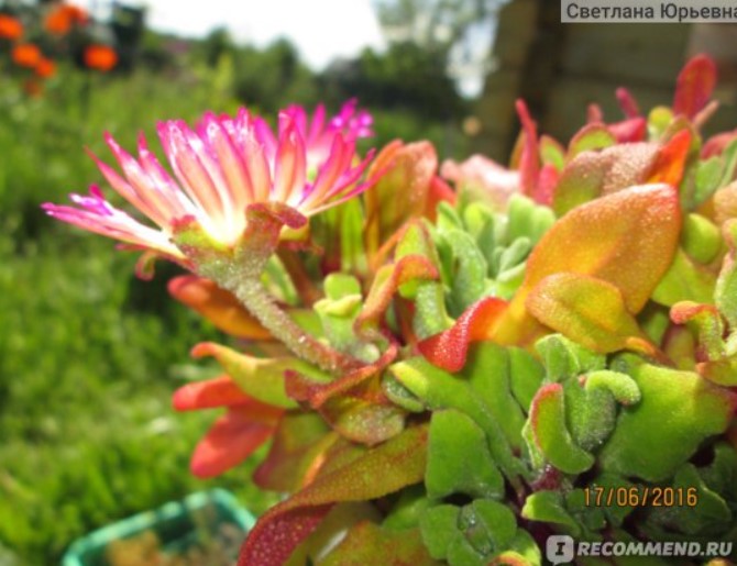 Красив Мезембриантемум Листа и цветове на Мезембриантемум