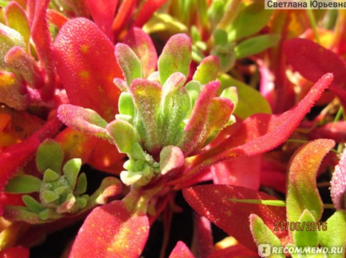 Ярка Мезембриантемум Ярка Мезембриантемум