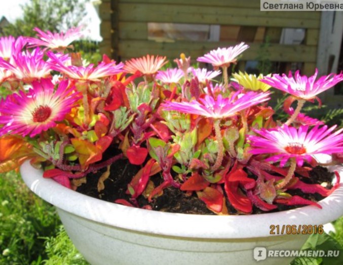 Цъфтящ Мезембриантемум Саксия за Мезембриантемум