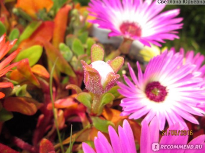 Цветя, листа и съцветия на Мезембриантемум Мезембриантемум в разцвет