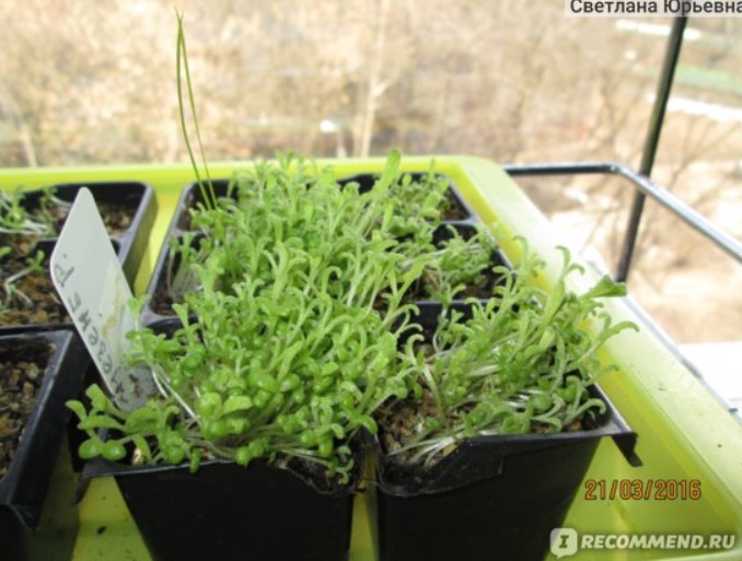 Разсад от мезембриантемум Кълнове от семена