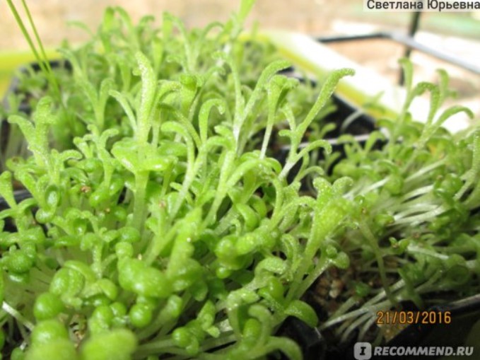 Разсад от мезембриантемум Млади разсад от мезембриантема