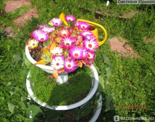 Мезембриантемум в саксия Слънце за Мезембриантемум