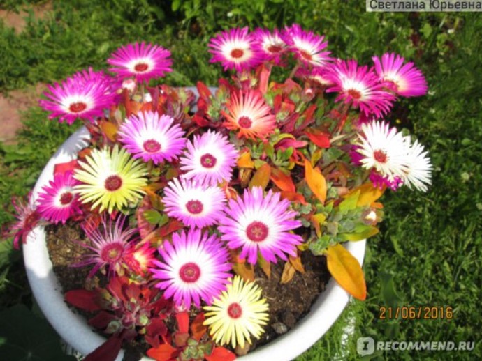 Мезембриантемум в градината Мезембриантемум в саксия