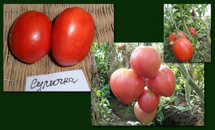 Разнообразие: Чанта