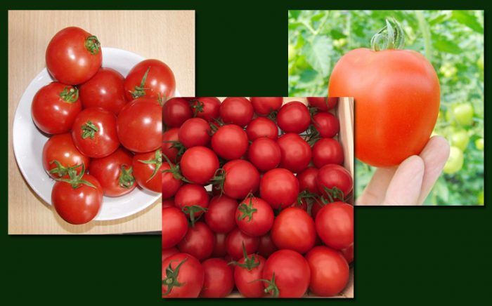 Разнообразие Толстой