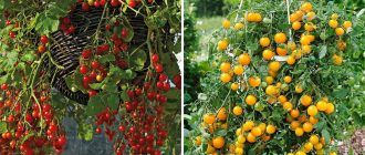 Висящи домати