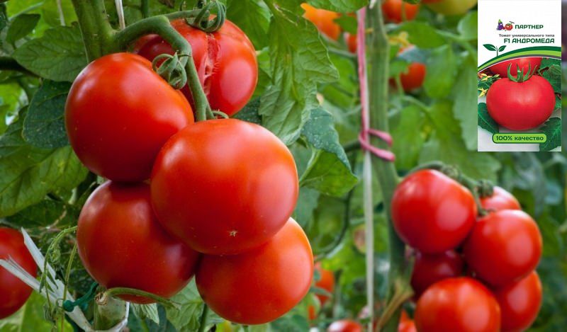 Сорт Андромеда