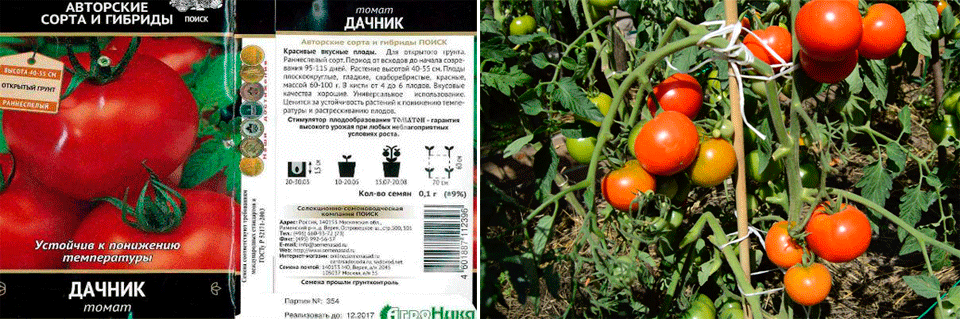 Домат Дачник