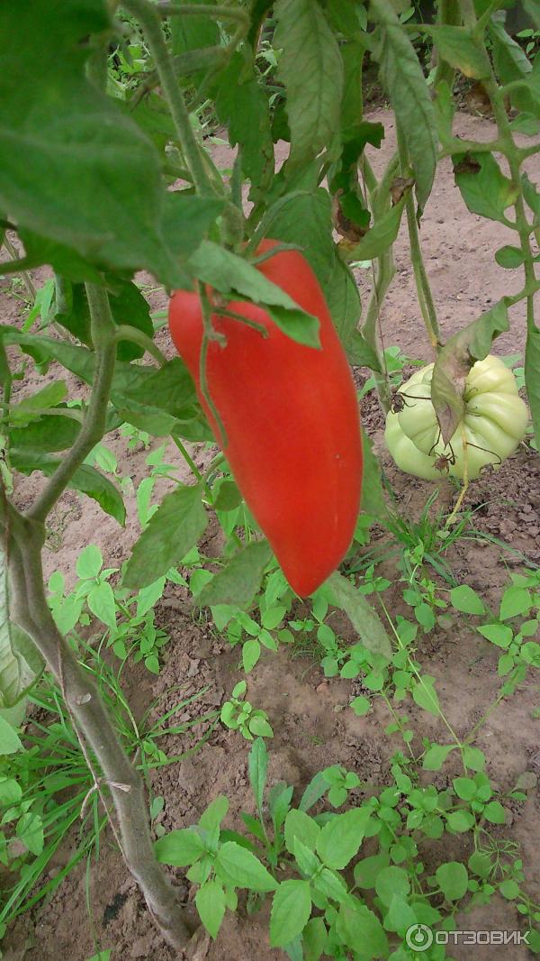 Φρούτα σε σχήμα πιπεριού