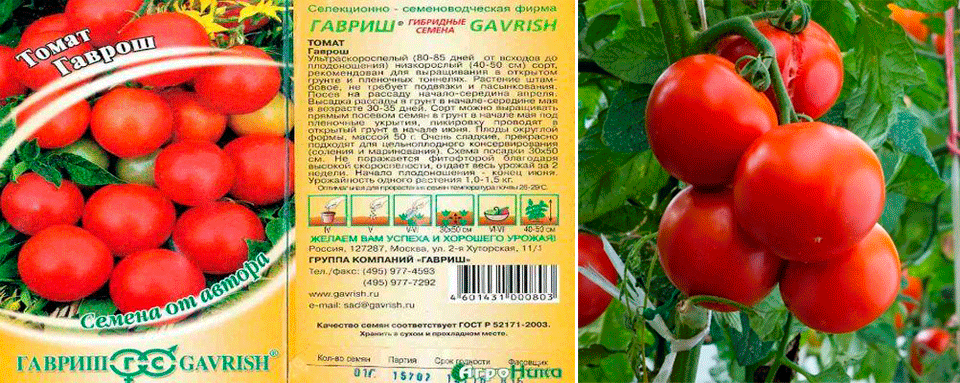 Домат Гаврош
