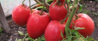 Голямата мама Домат