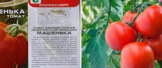Сорт домати Машенка
