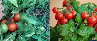 Нискорастящи домати