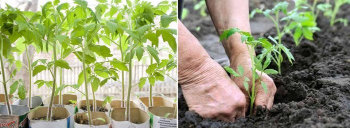 Разсад от домати кокиче