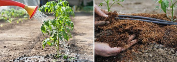 Πότισμα ντομάτες