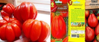 Домат Пузата Хата