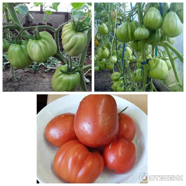 Καλλιέργεια ντομάτας Puzata Khata