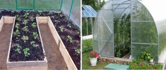 Домати в оранжерия