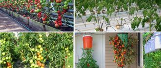 Отглеждане на домати
