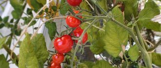 Домати на балкона