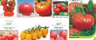 Холандски сортове домати