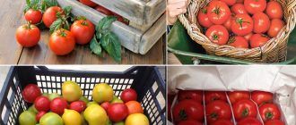 Съхранение на домати