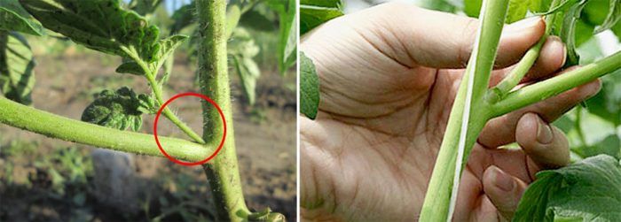 Θετοί γιοι ντομάτας