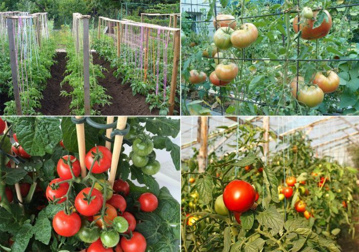 Жартиера за домати