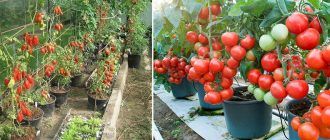 Отглеждане в кофи