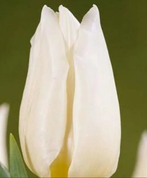 Triumph Group, сорт Агра Уайт