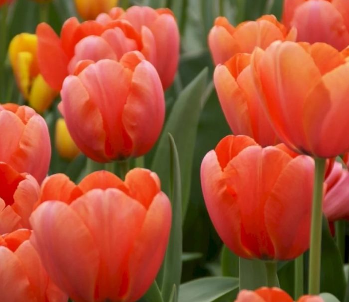 Тулип Кайсия Импресия