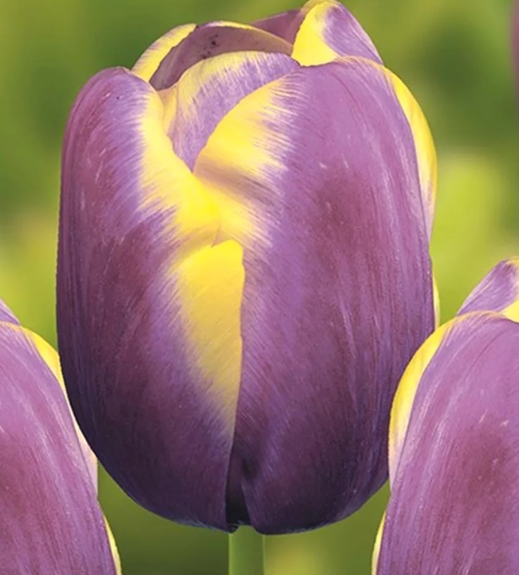 Група лалета Триумф, сорт Арабска красота