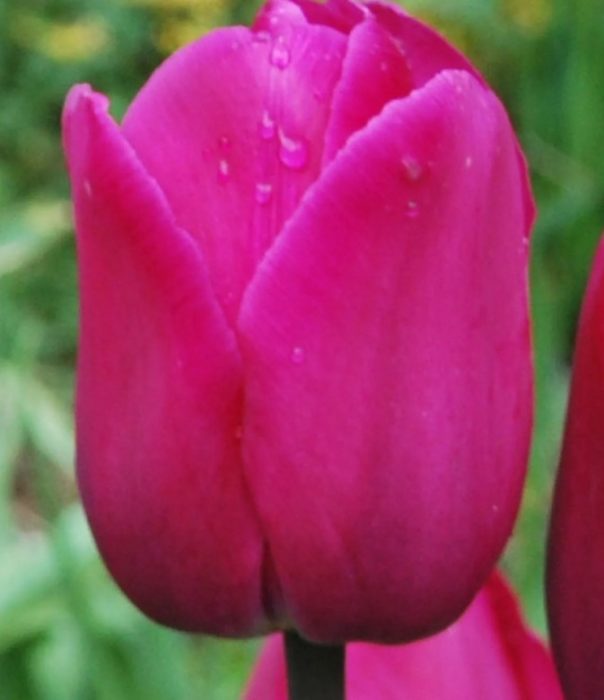 Сорт лалета Барселона