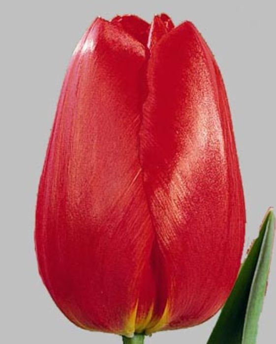 Сорт Бен ван Зантен