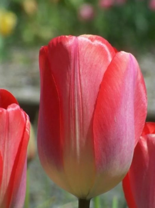 Разнообразие Big Chief