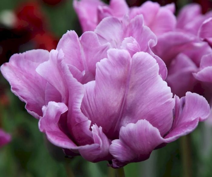 Разновидност Син папагал