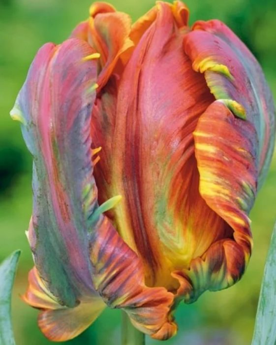 Тулип Блумекс