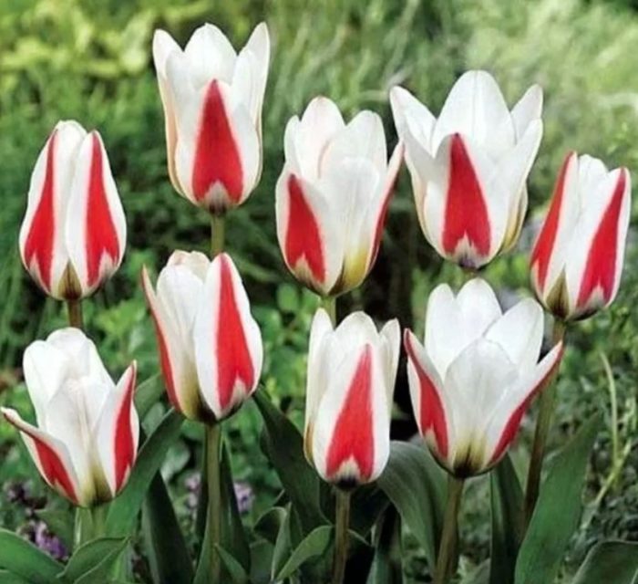 Легенди за разнообразие от граници