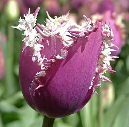 Лале КЪМИНС