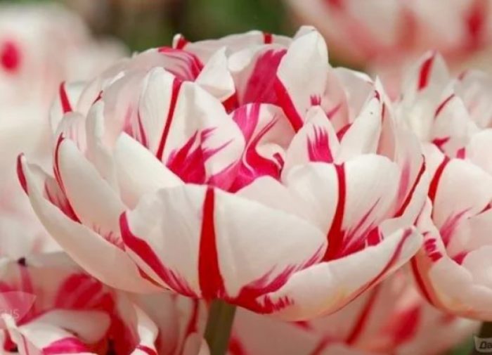 Двойно лале Карнавал в Ница